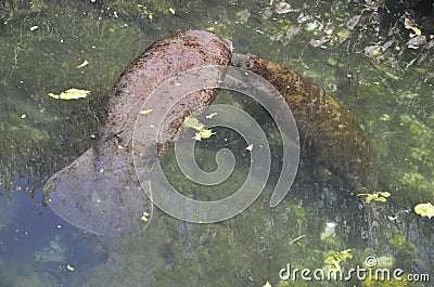 Manatee Mother Swimming with Calf Stock Photo