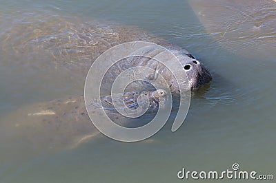 Manatee Mother and Youngster Stock Photo