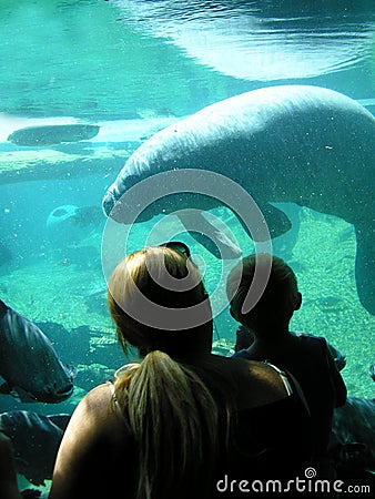 Manatee tank Stock Photo