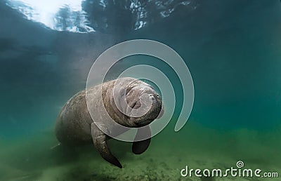 Manatee resting near bottom of Crystal River Spring in Florida Stock Photo