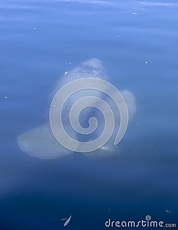 Manatees swimming in Florida Stock Photo