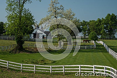 Horse bluegrass grazing at Manchester Farm in Lexington Kentucky Stock Photo