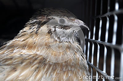 Manchurian quail in a cage with other birds including Texas quail, and white giant Stock Photo