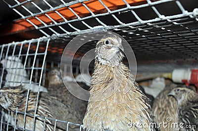 Manchurian quail in a cage with other birds including Texas quail, and white giant Stock Photo