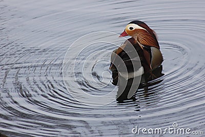 Mandarin birds swimming freely in the forest part Stock Photo