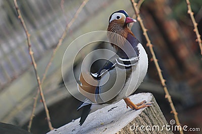 Mandarin birds swimming freely in the forest part Stock Photo