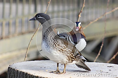 Mandarin birds swimming freely in the forest part Stock Photo