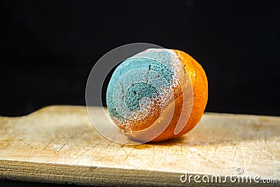 Mandarin with blue dripping mold on a black background Stock Photo