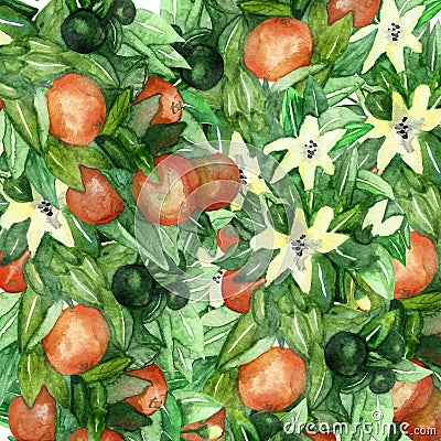 Mandarin branches with green leaves, flowers on an isolated white background, watercolor illustration, citrus collection, orange Cartoon Illustration