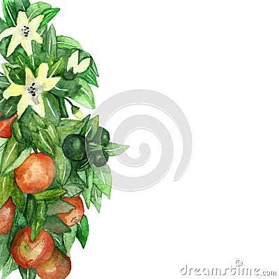 Mandarin branches with green leaves, flowers on an isolated white background, watercolor illustration, citrus collection, orange Cartoon Illustration