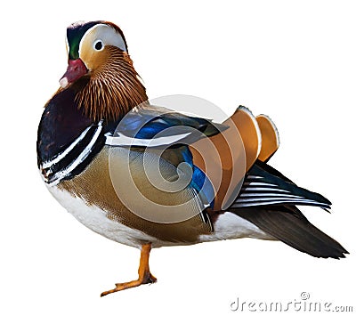 Mandarin duck Stock Photo