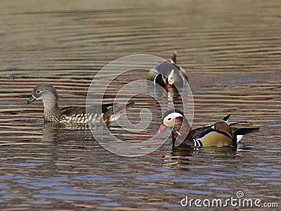 Mandarin ducks - Love Birds Stock Photo