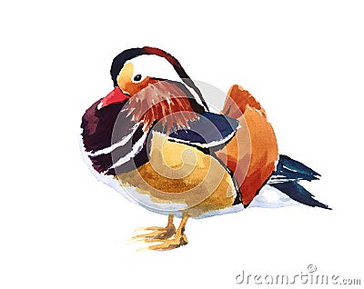 Mandarin Duck Farm Bird Watercolor Illustration Hand Painted Cartoon Illustration