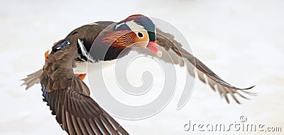 Mandarin duck flying in winter, Stock Photo