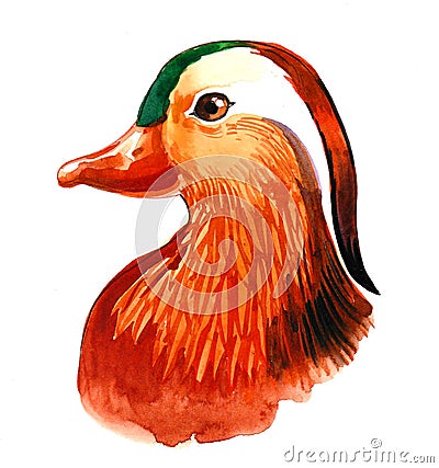 Mandarin duck head Stock Photo