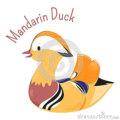 Mandarin duck isolated on white Vector Illustration