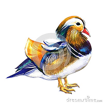 Mandarin duck male, Aix galericulata, isolated, watercolor illustration on white Cartoon Illustration