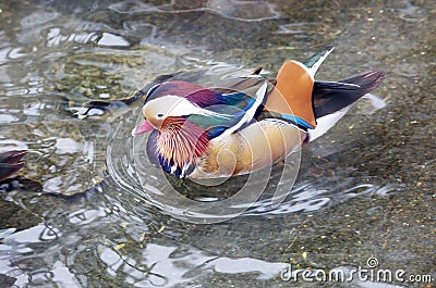 Mandarin Duck. Stock Photo