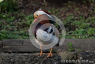 Mandarin Duck showing its beautiful feather Stock Photo