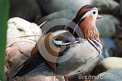 Mandarin duck on the stones Stock Photo