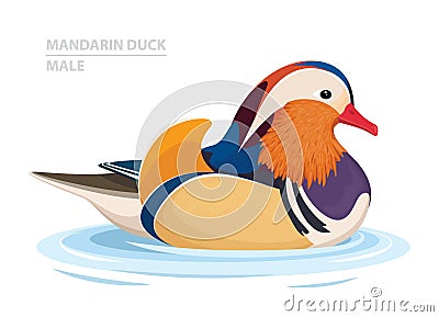 Mandarin Duck swim in the water. Male. Asian Bird. Vector Vector Illustration