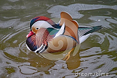 Mandarin duck swimming on a lake Stock Photo