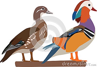 Mandarin duck vector Vector Illustration