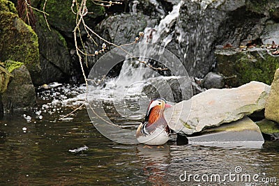 Mandarin duck on the wild brook Stock Photo