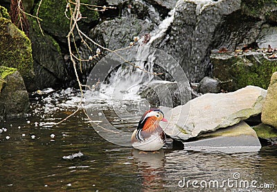 Mandarin duck on the wild brook Stock Photo