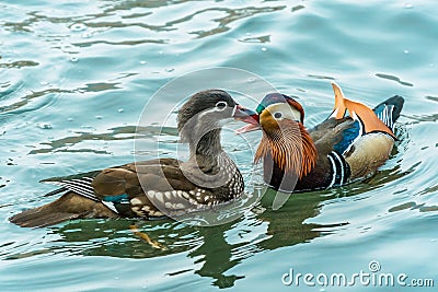 The mandarin duck yuanyang is a perching duck species found in East Asia, The mandarin, widely regarded as the world`s most Stock Photo