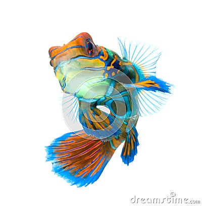 Mandarin fish isolated on white background Stock Photo