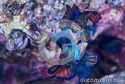 Mandarin fish - underwater Stock Photo