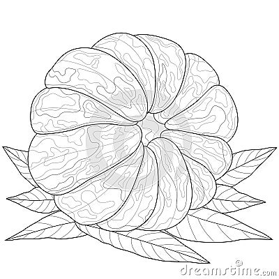 Mandarin fruit.Coloring book antistress for children and adults. Vector Illustration