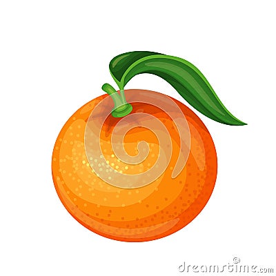 Mandarin fruit illustration Vector Illustration