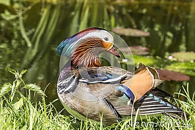 Mandarin male duck Stock Photo