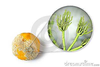 A mandarin with mold, fungi Penicillium which cause food spoilage Cartoon Illustration