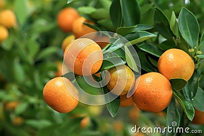 Mandarin orange Stock Photo