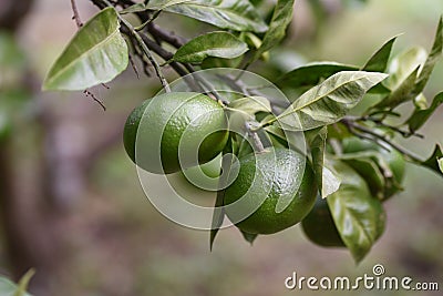 Mandarin orange cultivation. Stock Photo