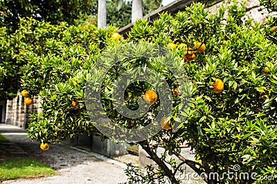 Mandarin Orange tree in with fresh fruit on brances. Stock Photo