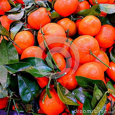 Oranges Stock Photo