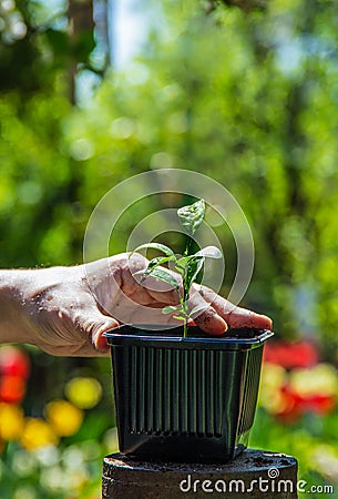 Mandarin seedling and hand. Small green sprout in flower pot. Stock Photo