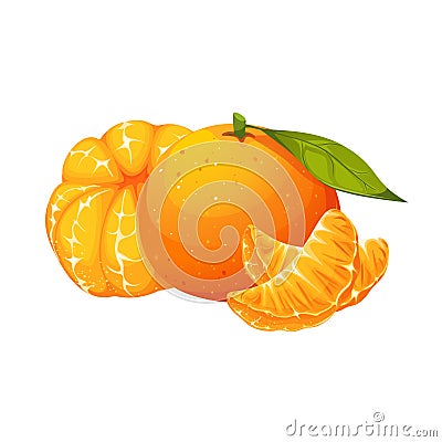 Mandarin, tangerine, clementine.A ripe, juicy exotic fruit.Tangerine in slices, whole fruit. Vector Illustration