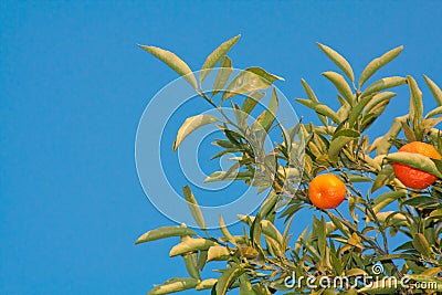 Mandarin tree Stock Photo