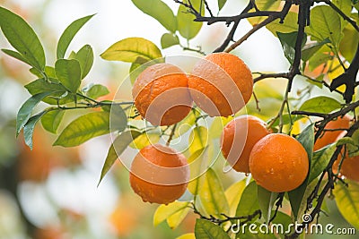 Mandarin tree Stock Photo