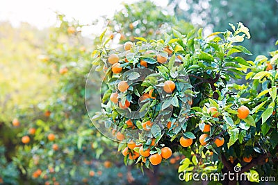 Mandarin tree with ripe fruits. Mandarin orange tree. Tangerine. Branch with fresh ripe tangerines and leaves image. Satsuma tree Stock Photo