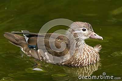 A Mandarine duck female Stock Photo