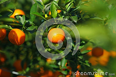 Mandarine or satsuma in the orchard Stock Photo