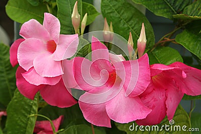 Hot pink mandevilla blossoms and bud bloom on strong green-leafed vines Stock Photo