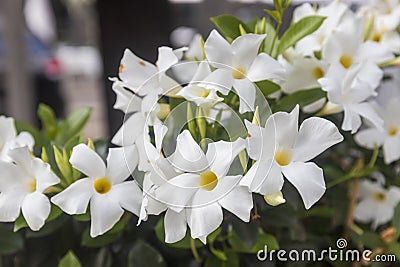 Mandevilla is a genus of tropical and subtropical flowering vines Stock Photo