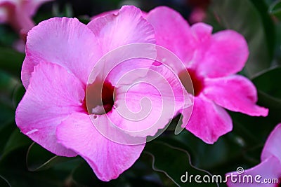 mandevilla pink allamanda Stock Photo